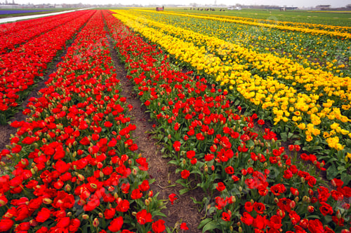 Preview: Dutch flower fields