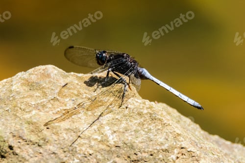 Preview: Dragon fly