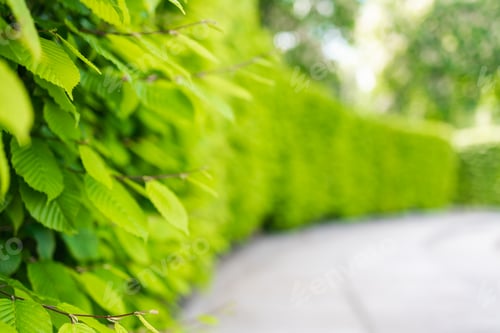 Preview: Fresh healthy green bio background with abstract blurred foliage and vibrant summer sunlight and cen
