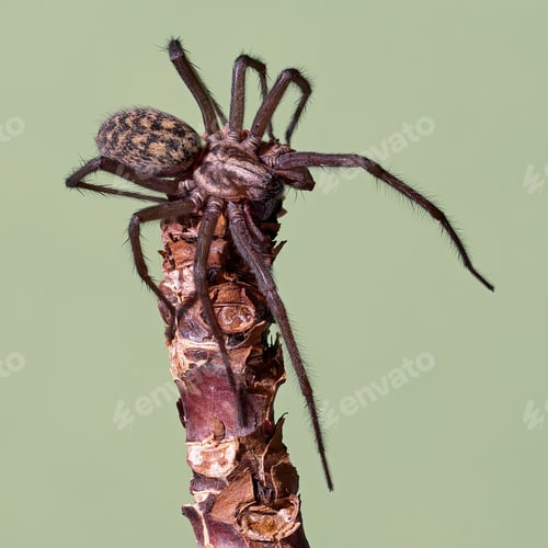 Preview: Giant house spider (Eratigena atrica)