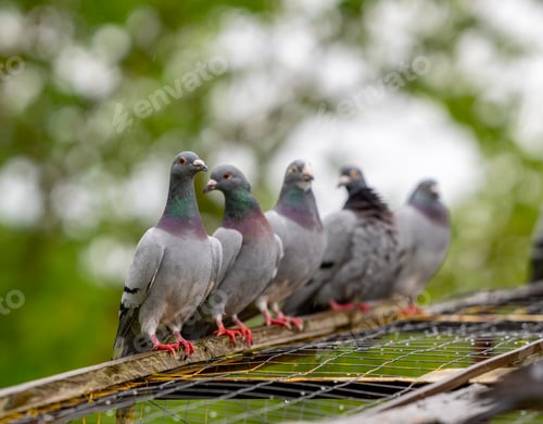 Preview: many birds sit together on a ledge in the rain near trees
