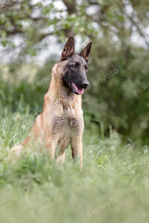 Preview: Belgian Shepherd Malinois running on the grass. Summertime. Happy dog on the walk