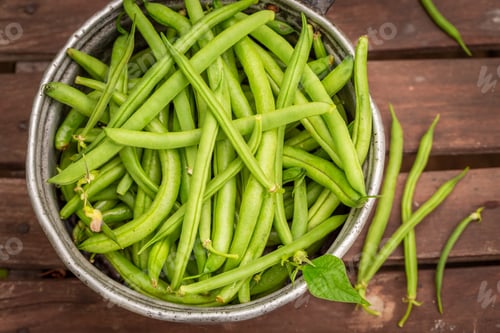 Preview: Healthy and raw green beans freshly picked from greenhouse.