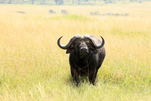 Preview: Buffalo - Maasai Mara Reserve - Kenya