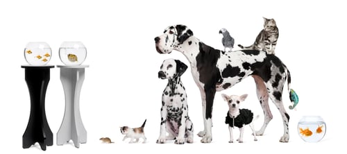 Preview: Group portrait of animals in front of black and white background