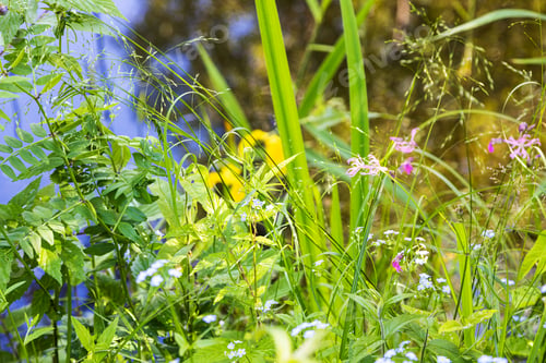 Preview: picturesque grass close up on coast of forest pond