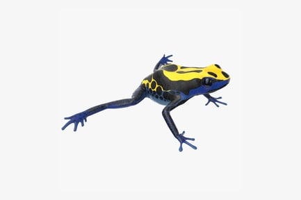 Preview: Dyeing Poison Dart Frog with Blue Legs and Yellow Pattern