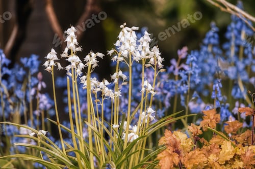 Preview: Close up View of Colorful Flowers in a green garden. Deer Lake Park.