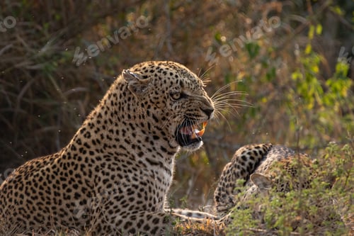 Preview: A male leopard, Panthera pardus, snarling.