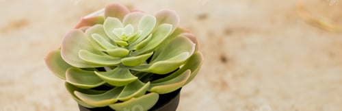 Preview: Echeveria Succulent plant.minimalist modern banner or header with succulent plant on a brown surface