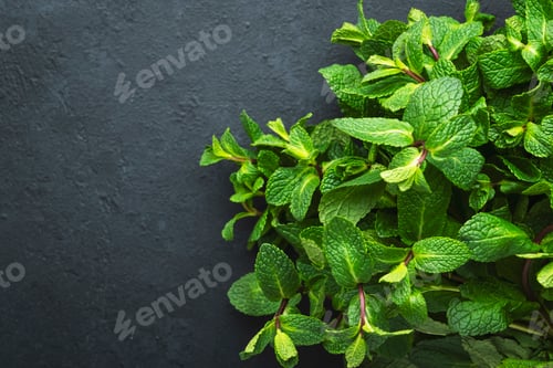 Preview: Fresh mint or peppermint on dark background. Medicinal plant, close-up, top view