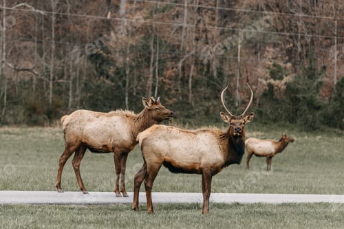 Preview: Elk standing in a field