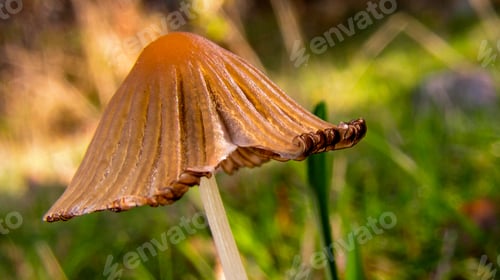 Preview: Wild Mushroom, Sierra de Guadarrama National Park, Spain
