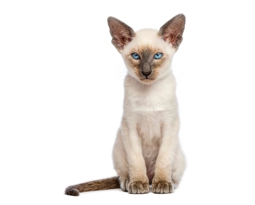 Preview: Oriental shorthair kitten sitting and looking at camera on white background