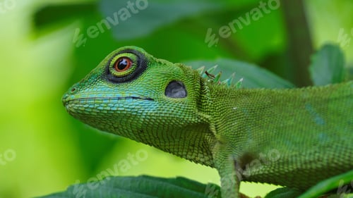 Preview: Closeup of a green crested lizard (Bronchocela cristatella)