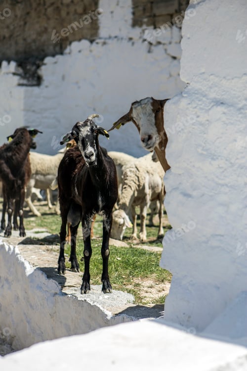 Preview: Herd of goats drinking water in a watering hole next to the castle of Sabiote in Andalucia, Spain