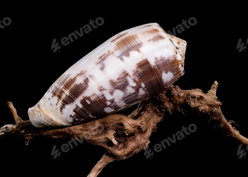 Preview: Striated Cone Shell on Driftwood black background