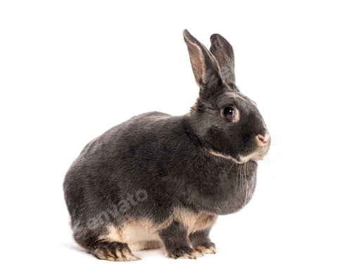 Preview: Grey Rabbit with big ears raised up, isolated on white