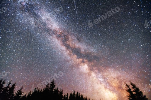 Preview: Starry sky through the trees.