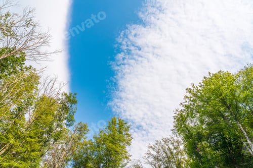 Preview: Branches of green trees against the blue sky