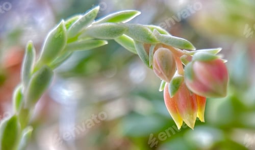 Preview: Natural backgrounds, close-up of succulent with new flower buds opening