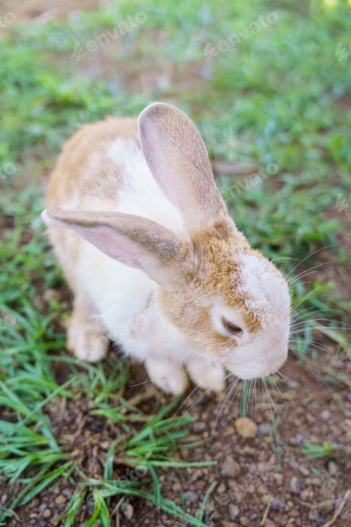 Preview: cute domestic rabbits sitting together on the ground