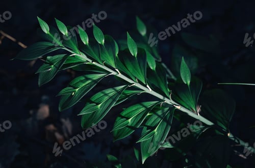 Preview: Green leaf