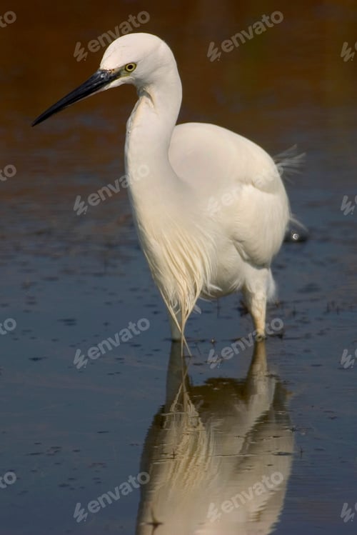 Preview: White Heron, Salinas de Santa Pola Natural Park, Spain
