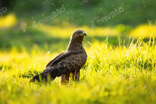 Preview: Lesser spotted eagle sitting on the ground in summer at sunset