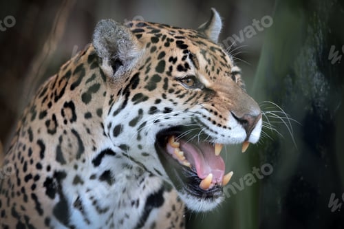 Preview: Powerful jaguar face close up