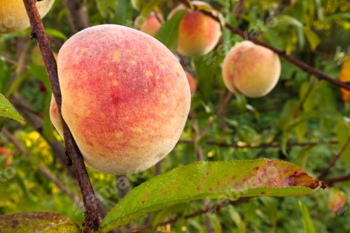 Preview: Peach tree