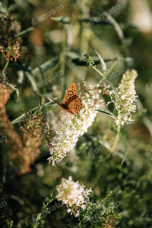 Preview: green summer garden with plants