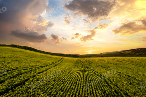 Preview: Aerial view of bright green agricultural farm field with growing rapeseed plants at sunset