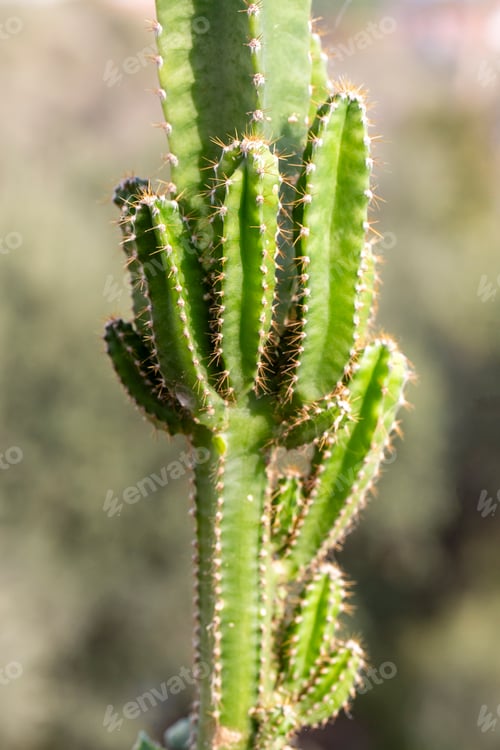 Preview: Green cactus of Cereus jamacaru