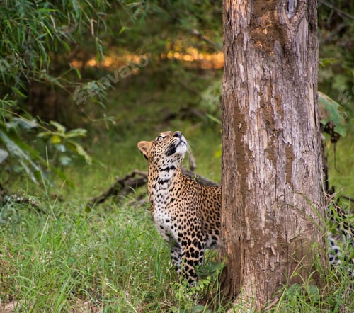 Preview: Closeup shot of cheetah looking up behind a tree