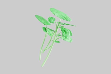 Preview: Green plant with slender stem and oval leaves.