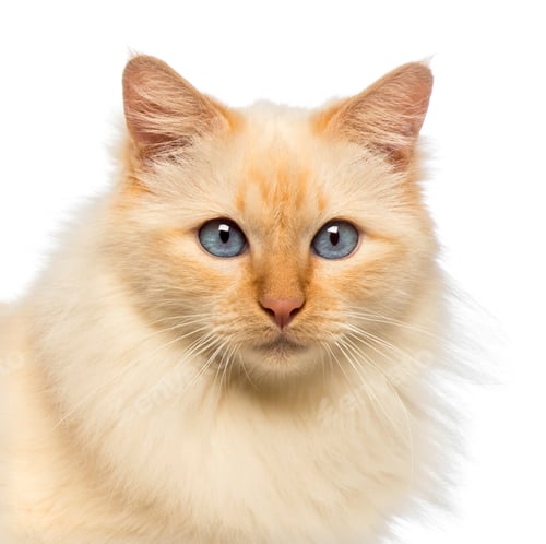 Preview: Close-up of a Birman looking at camera against white background
