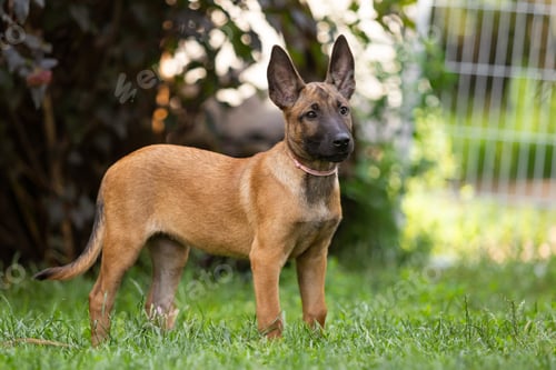 Preview: Belgian Malinois Puppy Standing in Green Grass Field