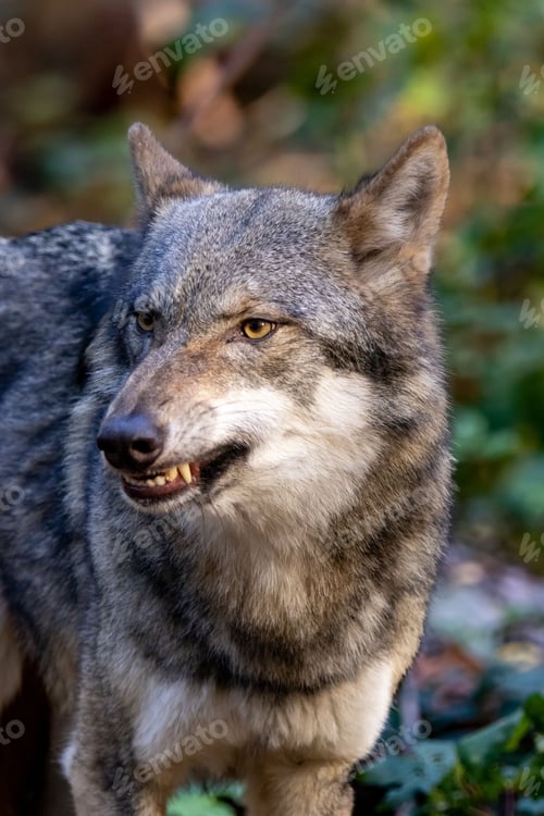 Preview: Vertical shot of an angry wolf against blur background
