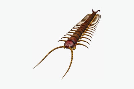 Preview: North american centipede lateral view in motion