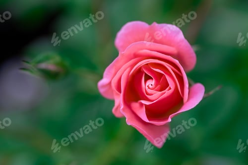 Preview: Macro blooming pink rose close up. Pink rose head blooming. Selective focus, soft bokeh, pastel