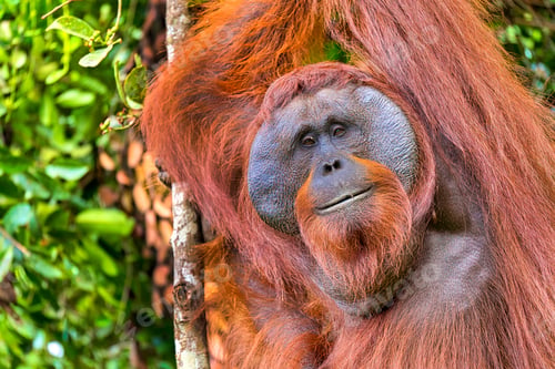 Preview: Orangutan, Tanjung Puting National Park, Borneo, Indonesia