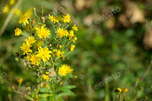 Preview: Portrait of beautiful yellow flowers blooming outdoors