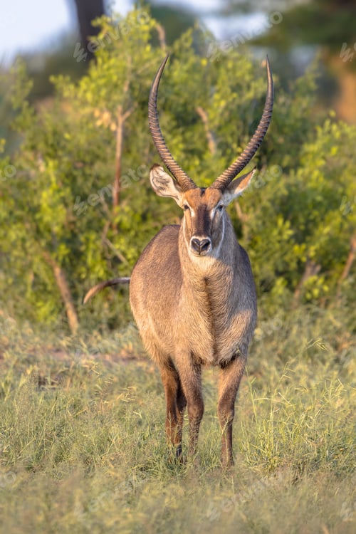 Preview: Waterbuck looking