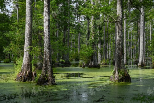 Preview: Beautiful view of a swamp in green colors in spring
