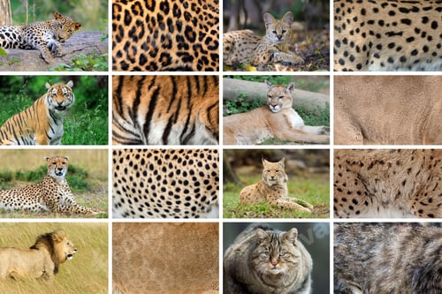 Preview: Collection of eight animals and their true skin textures