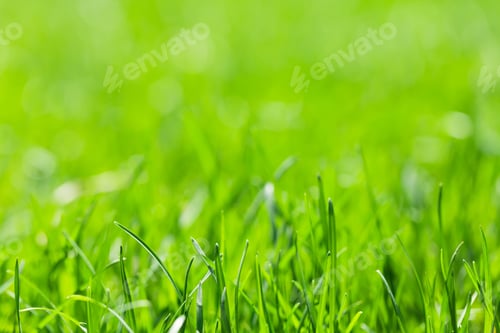 Preview: Green grass background