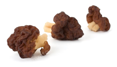 Preview: Morel, Morchella Conica or Black Morel Mushroom isolated on white background