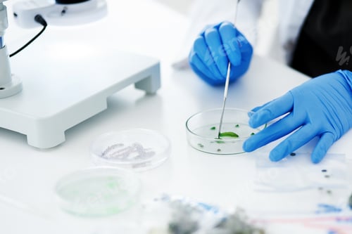 Preview: Studying the functioning of plants