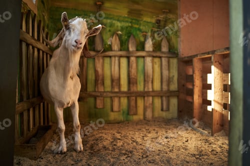 Preview: Goat Standing Inside Wooden Enclosure Looking Toward Sunlit Open Gate